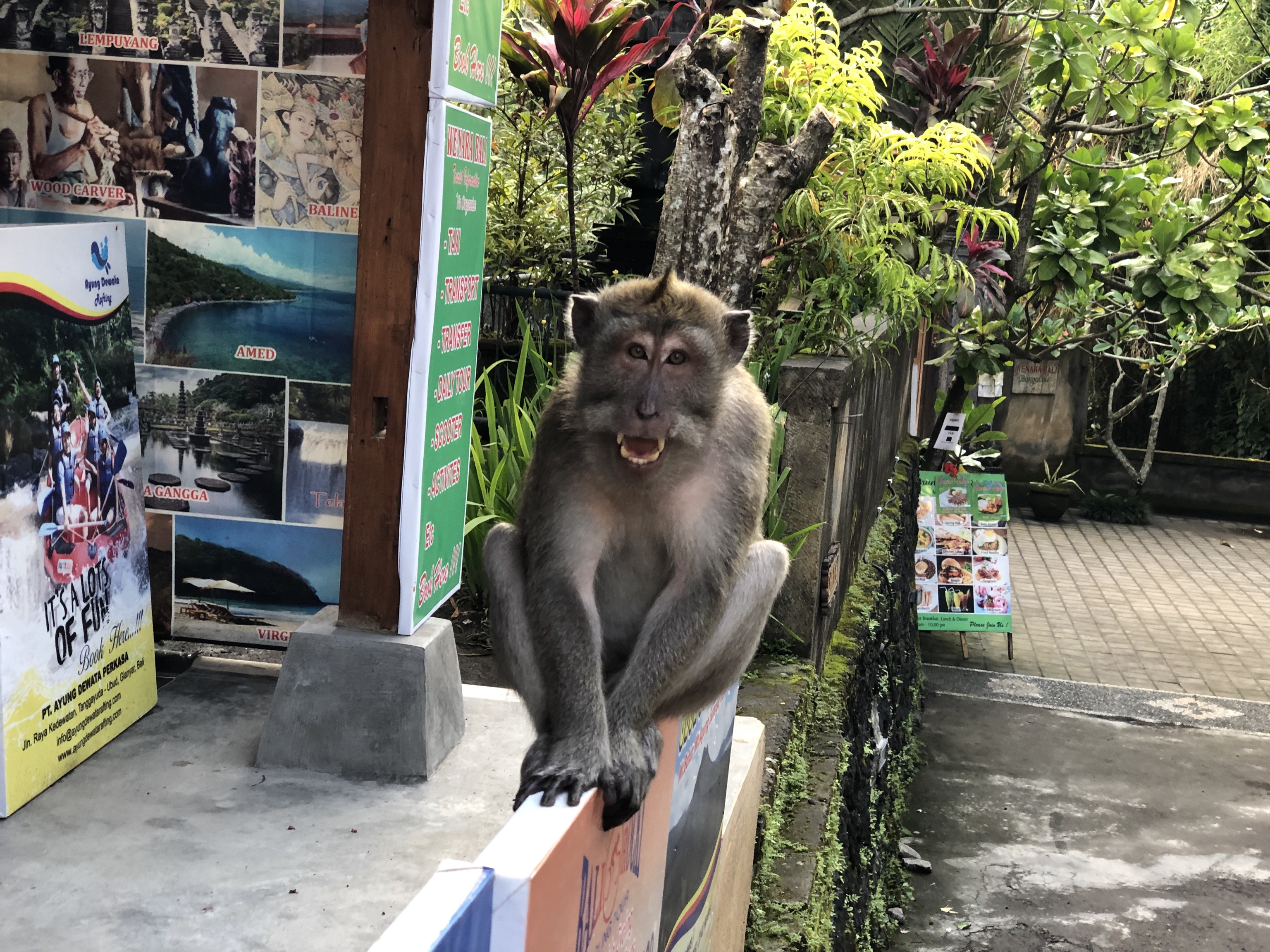 The monkey who tried to rob us!